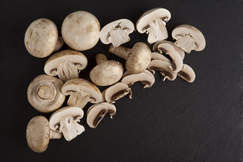 mushrooms, granite, culture mushroom-6372454.jpg